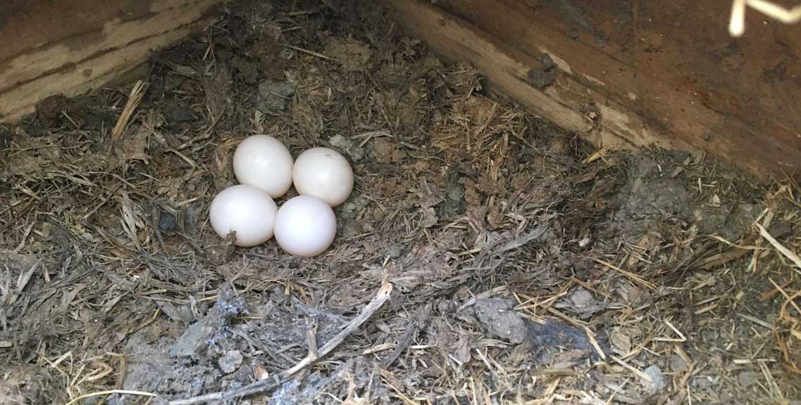 burrowing owl eggs