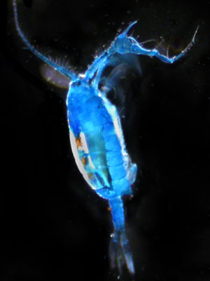 copepod.jpg