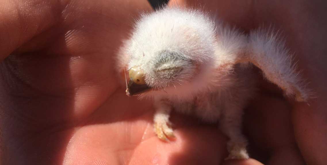 chick.jpg