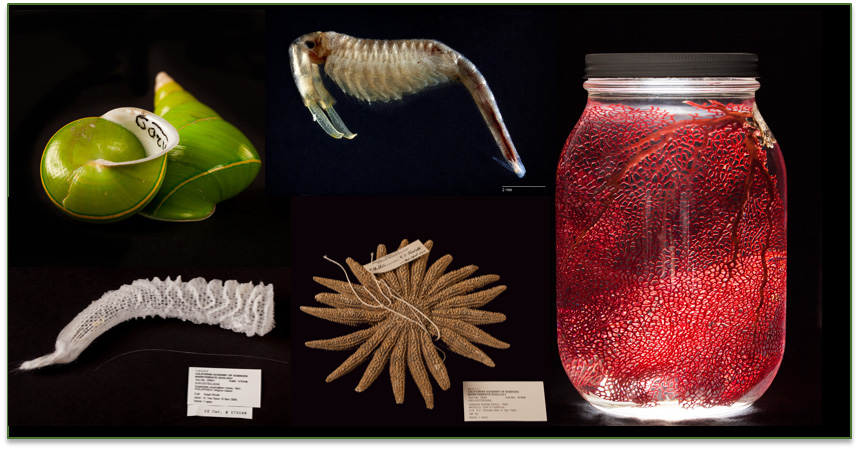 Notes from Nature - Invertebrate Time Machine | Zooniverse - People ...
