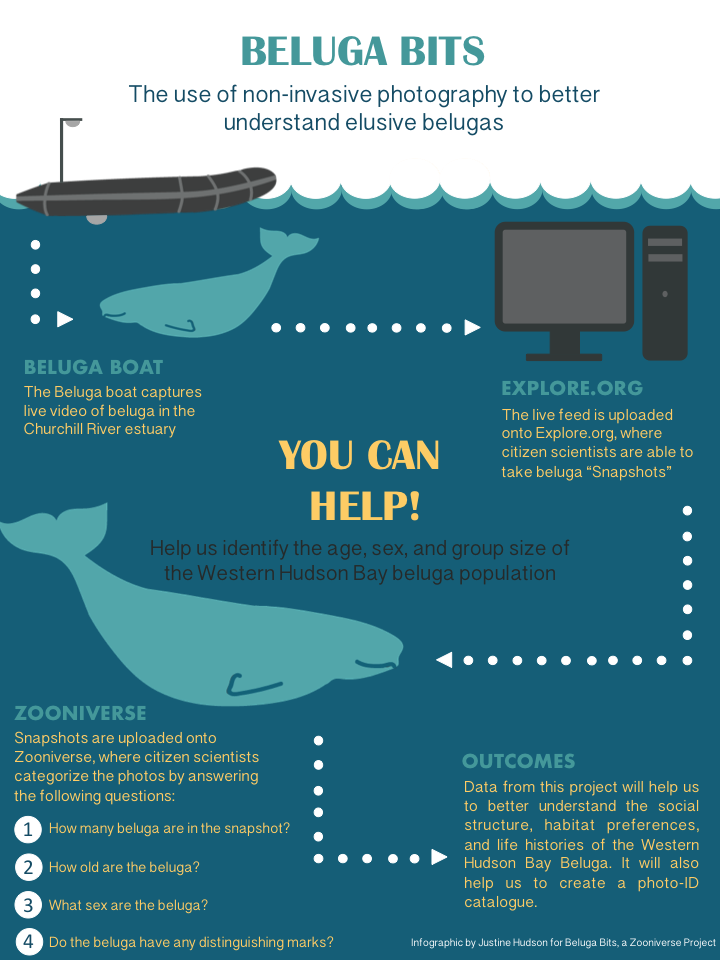 Getting to know Beluga