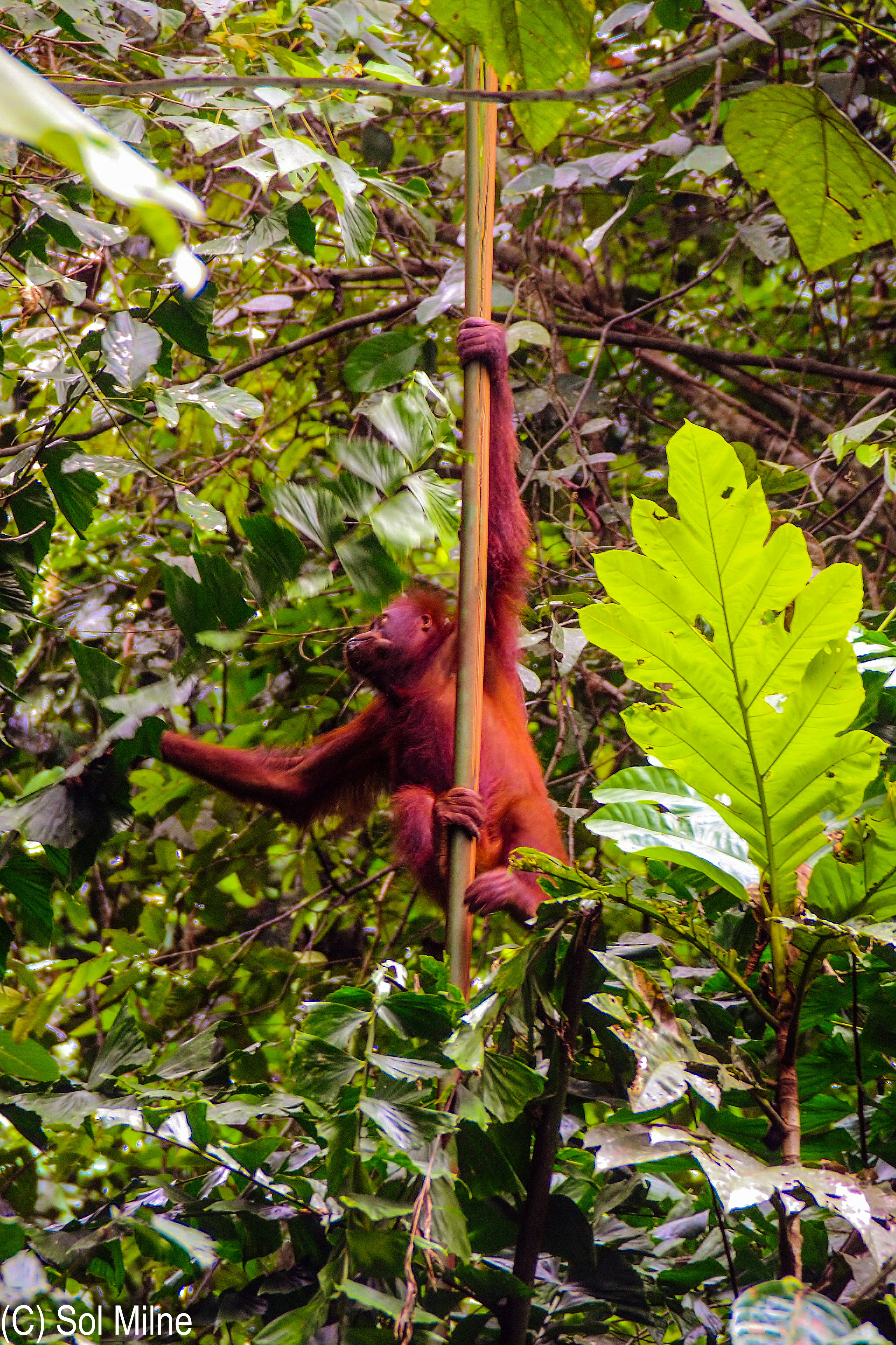 Orangutan Nest Watch About Zooniverse