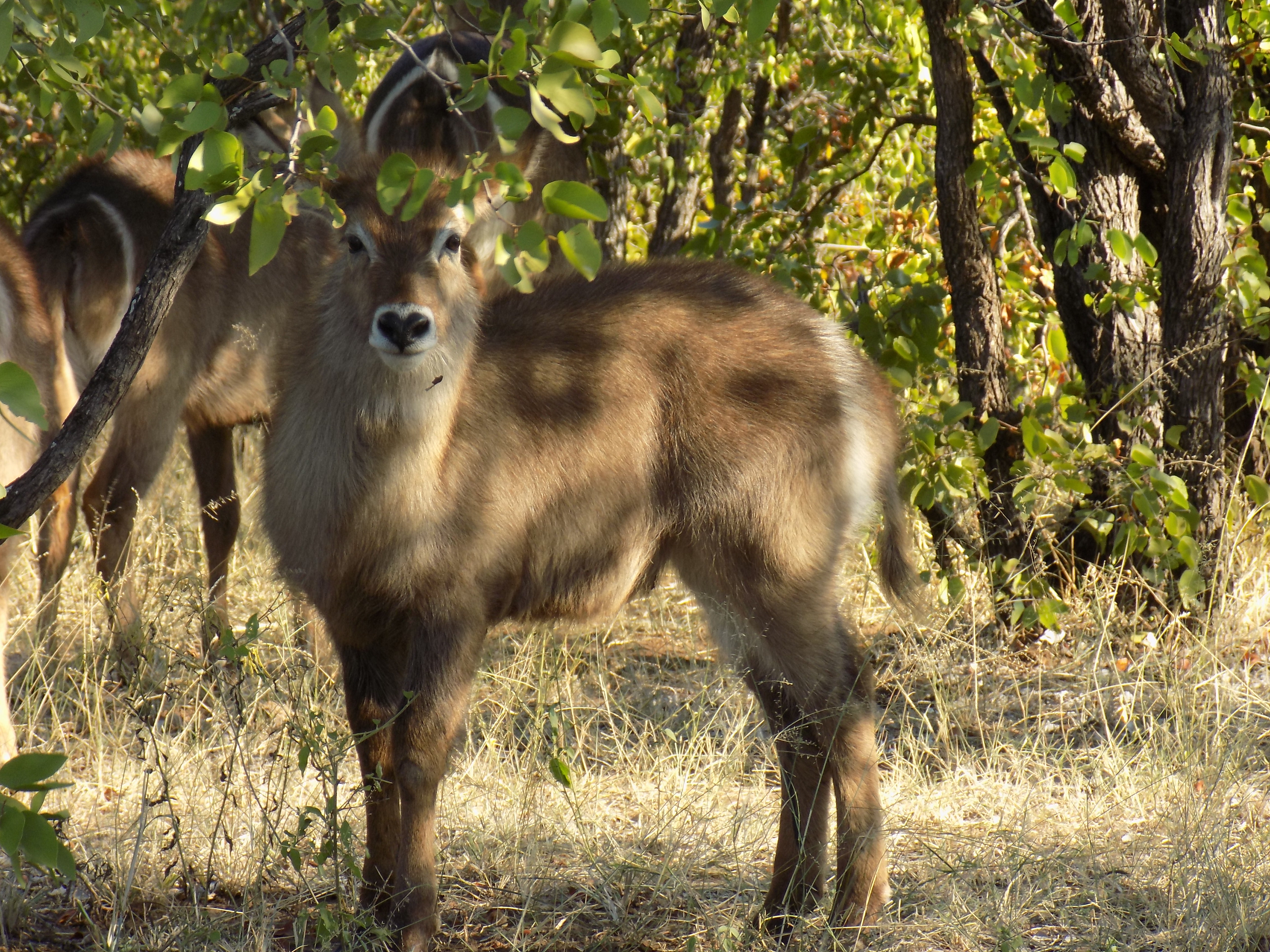 Kruger_Waterbuck.JPG