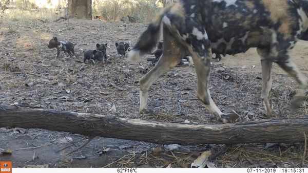 wilddog.gif