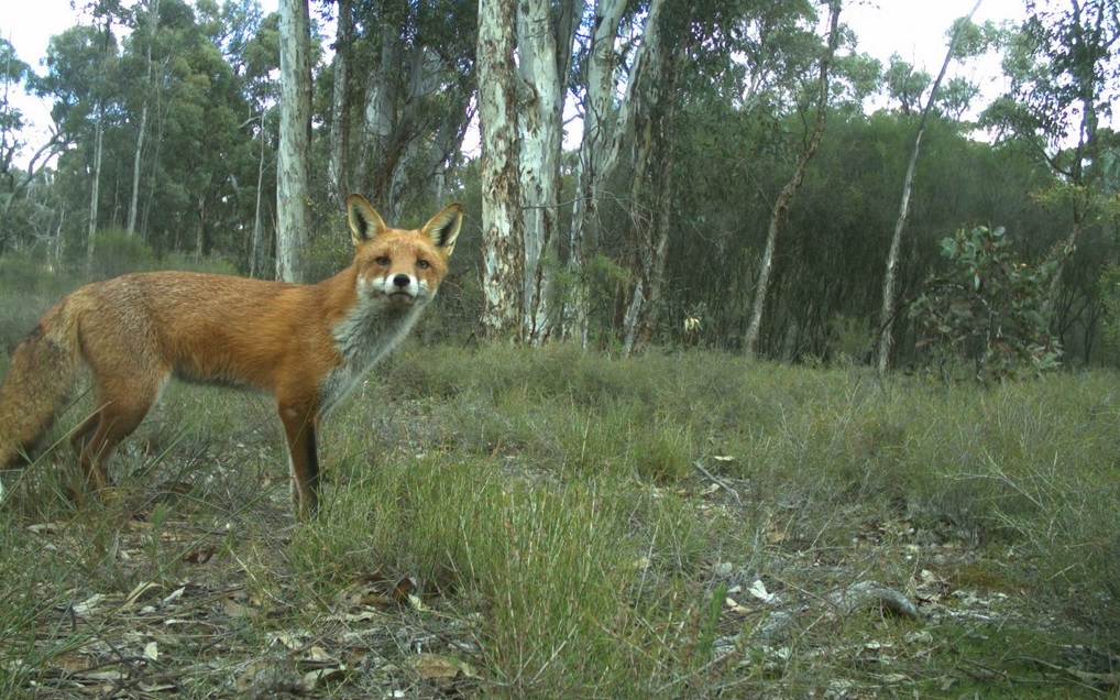 Fox_Bat26_2015_1.JPG