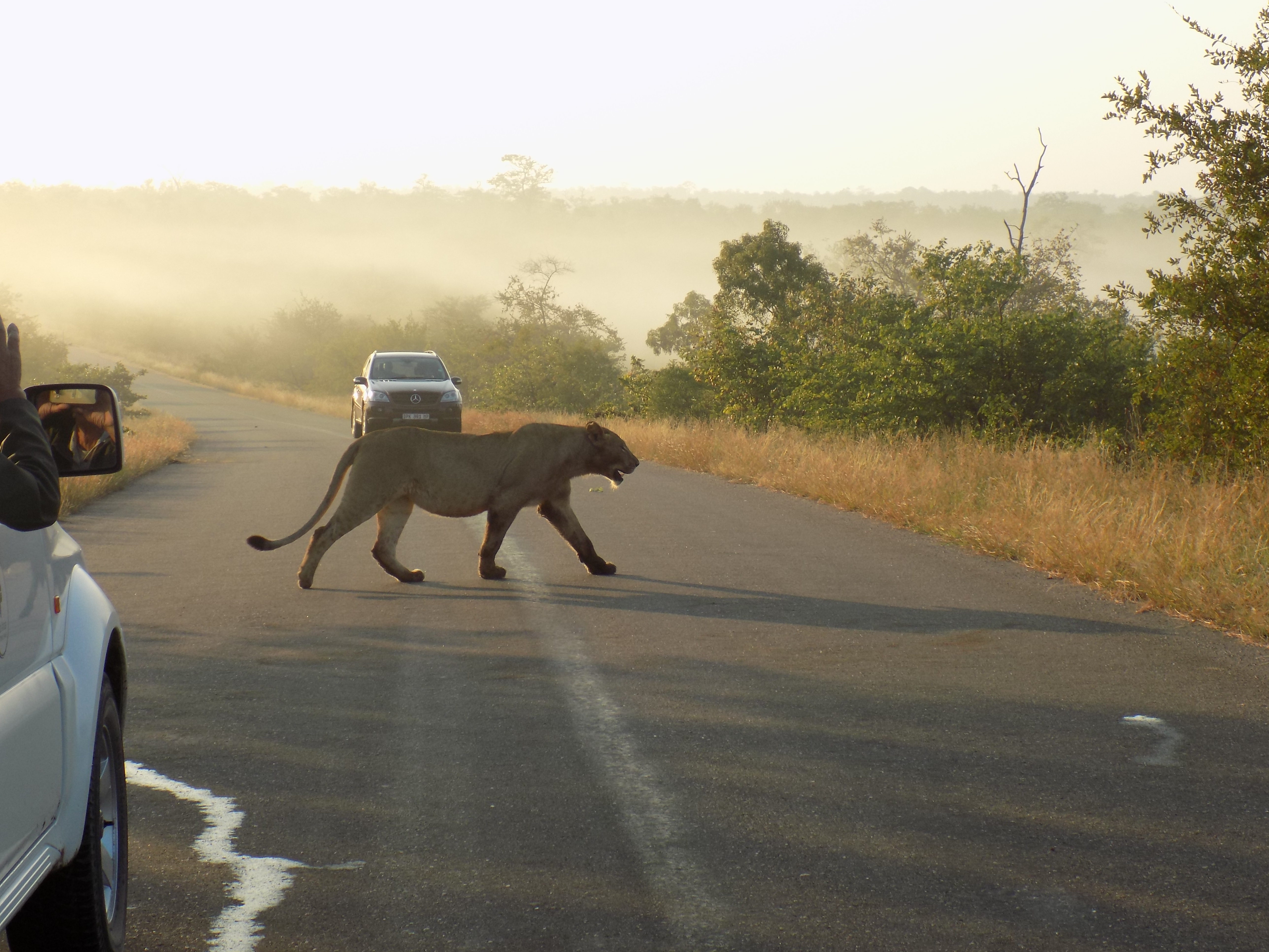 LionCrossing.JPG