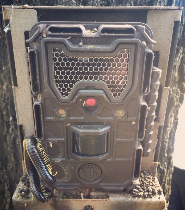 cameratrap.jpeg