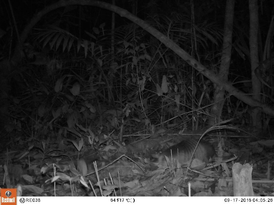 Wildwatch Burrowing Owl Talk Zooniverse