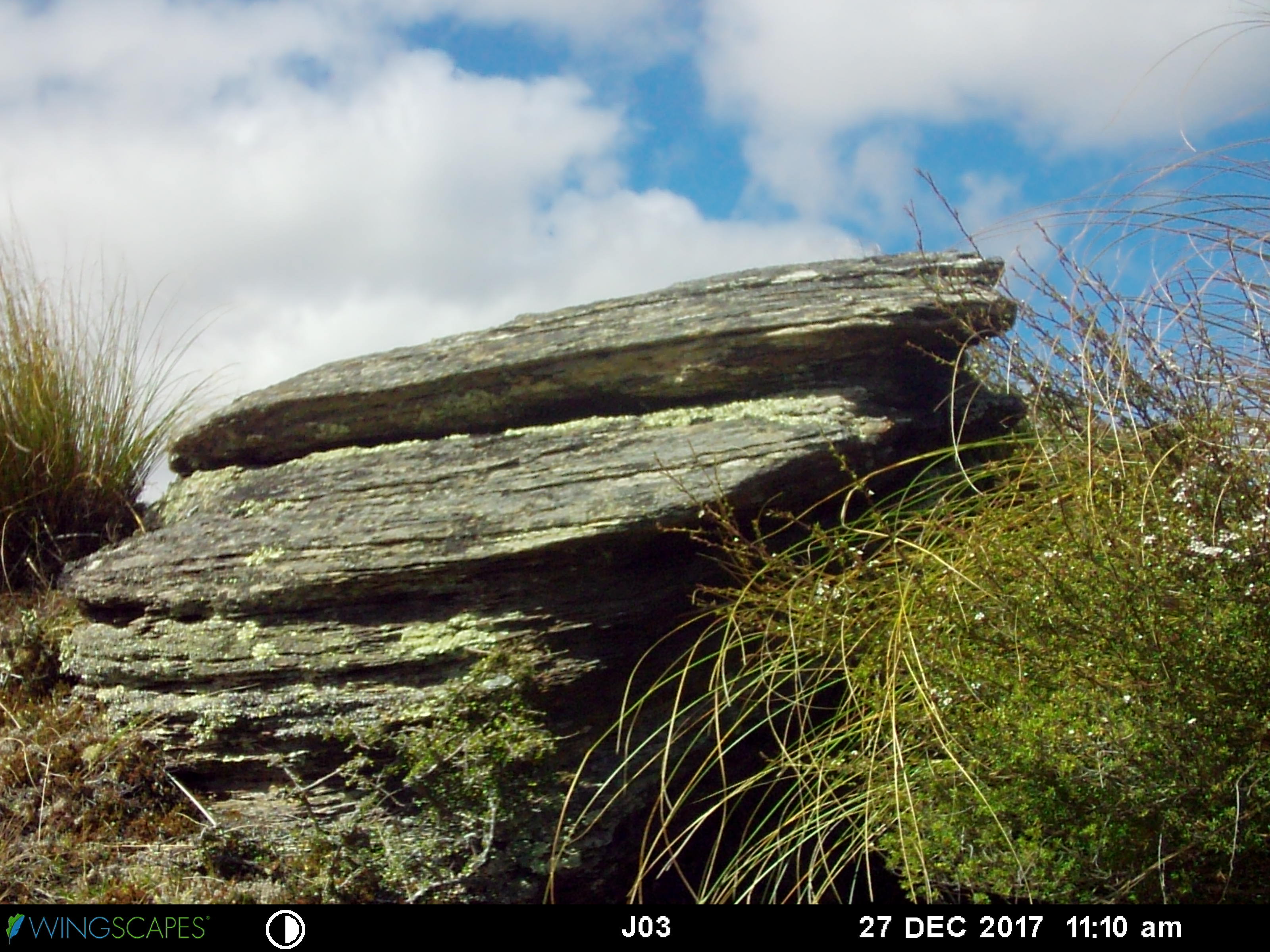 Skink Spotter Nz Talk Zooniverse