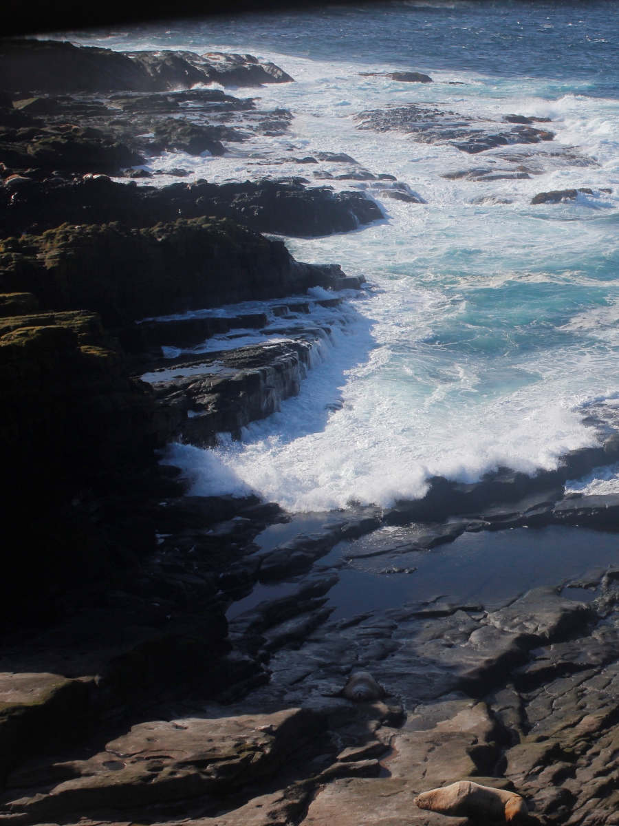 Seals Zooniverse