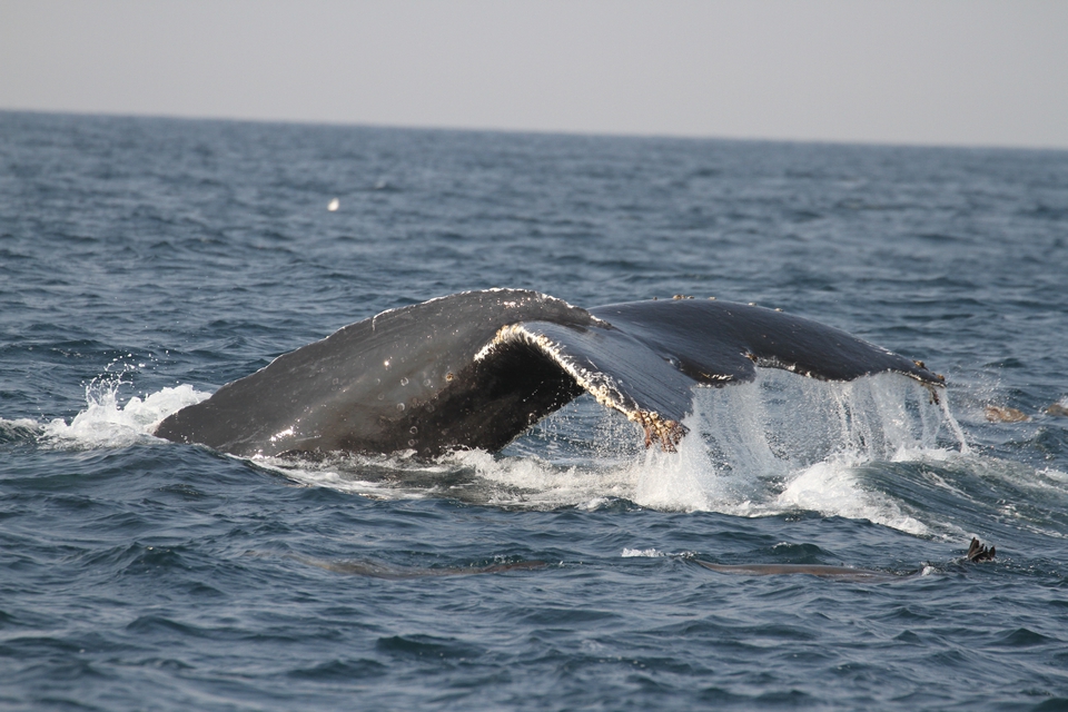 Whales As Individuals Talk Zooniverse