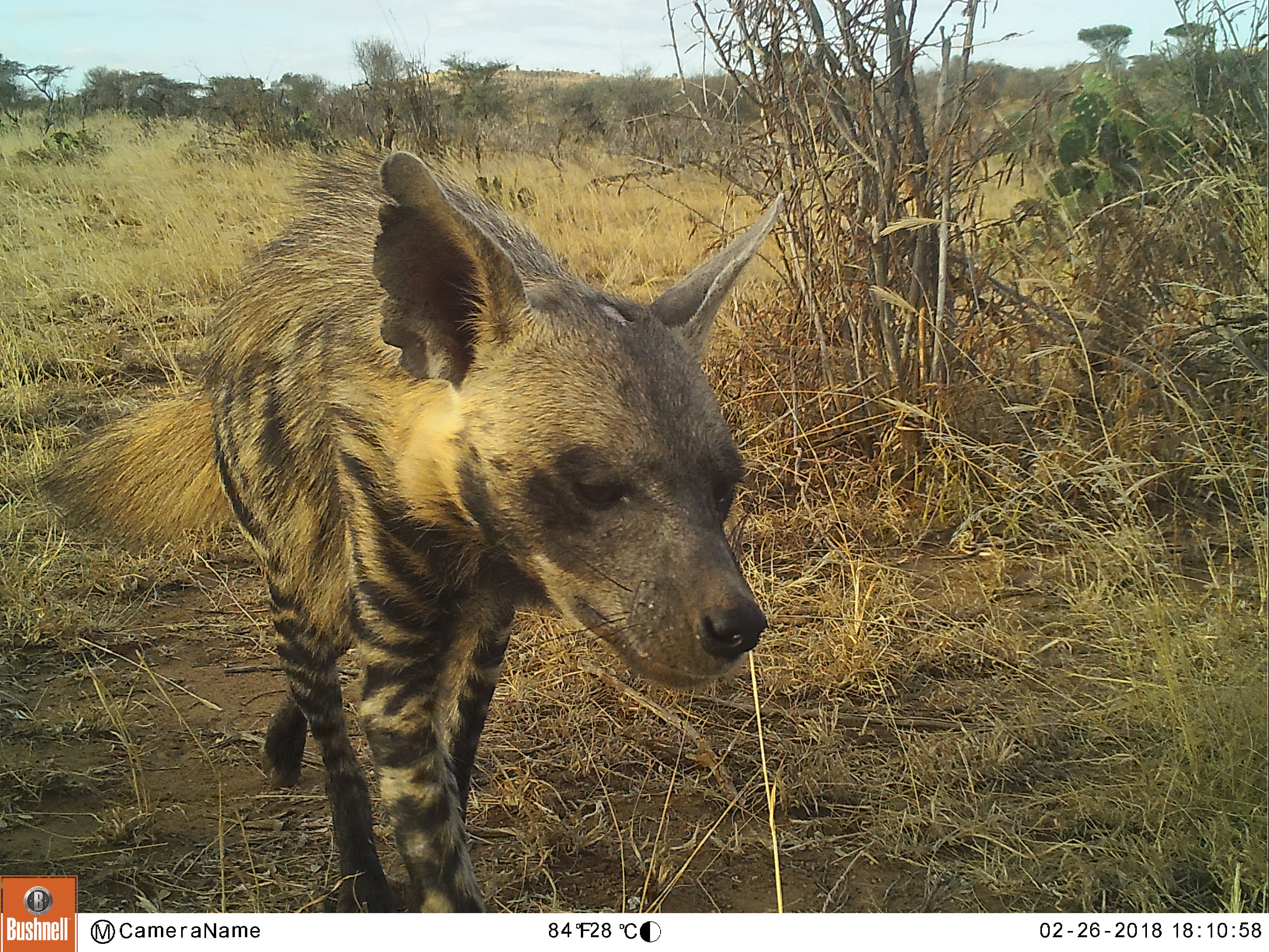 Hyena Zooniverse