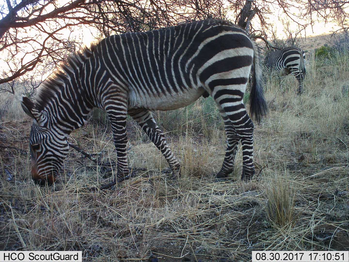 Snapshot Mountain Zebra Talk Zooniverse