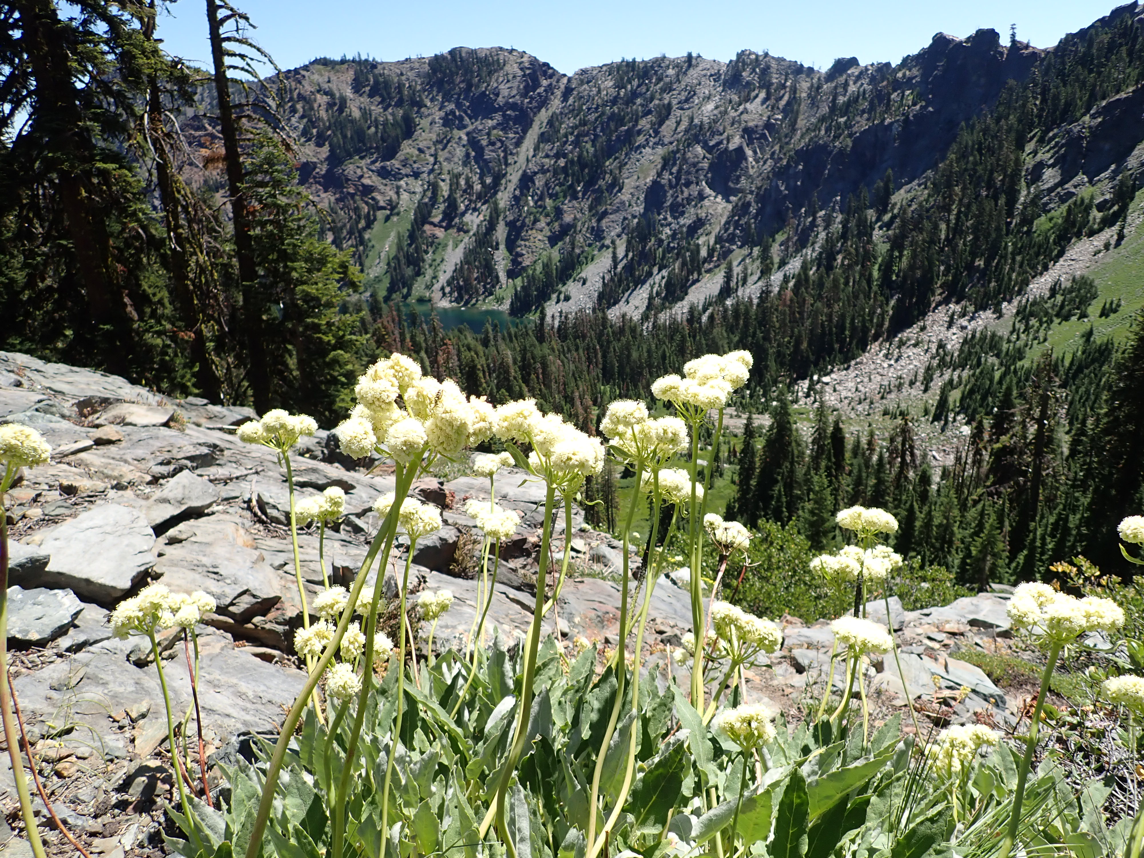 Research | Notes from Nature - CAS Plants to Pixels | Zooniverse ...