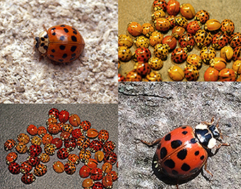 Ont Ladybugs Notes From Nature - Natural History at ROM Revealed | Zooniverse ...