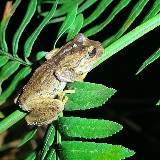 Gliding treefrogs, mini-males and burrowing frogs in trees: why Melanesia  is the world's tropical island frog hotspot