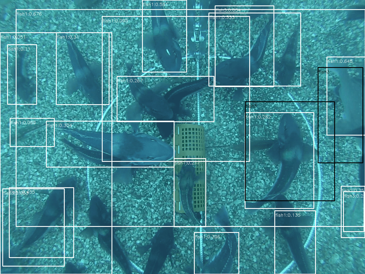 Underwater image with fish labelled by cit scientists and ML