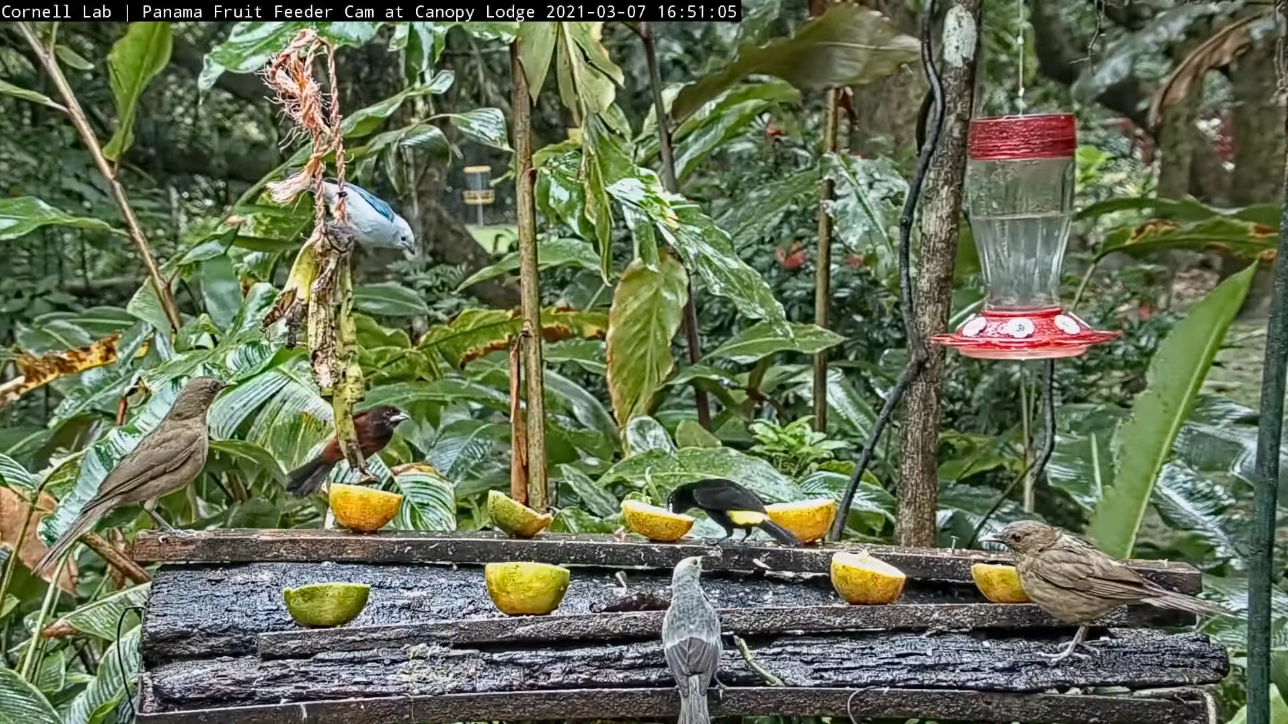 explore bird cam