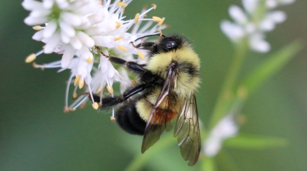 Research | Science for Bumble Bees | Zooniverse - People-powered research