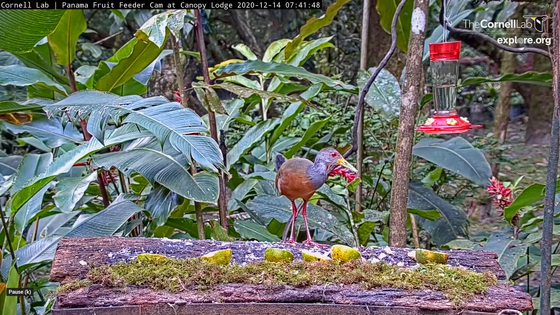 explore bird cam