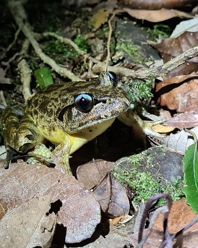 Gliding treefrogs, mini-males and burrowing frogs in trees: why Melanesia  is the world's tropical island frog hotspot