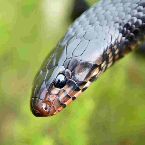 Project avatar for Indigo Snake Watch