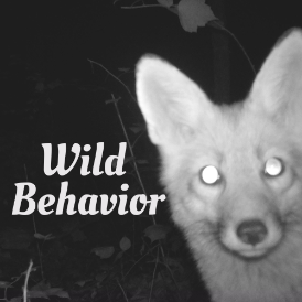 Project avatar for Wild Behavior - Philadelphia