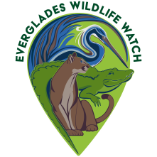 Project avatar for Everglades Wildlife Watch