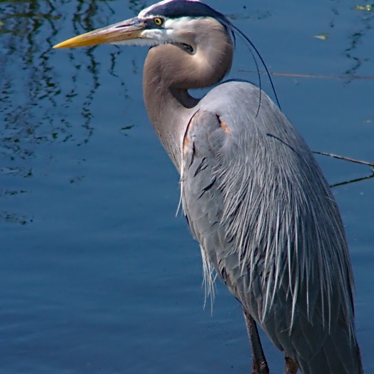 Project avatar for Back Bay Bird Identification