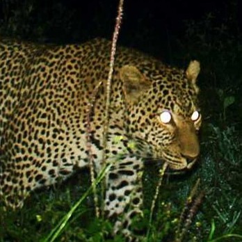 Project avatar for Snapshot LEC