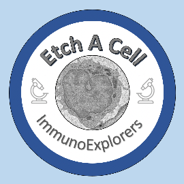 Project avatar for Etch A Cell - ImmunoExplorers