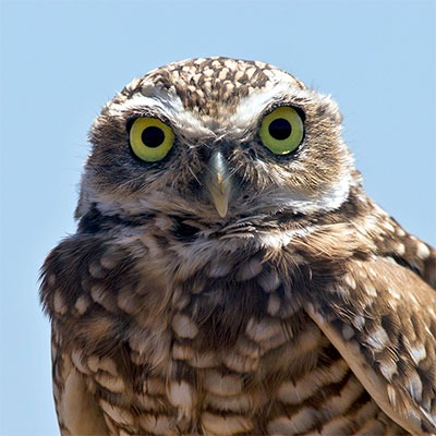 Project avatar for Wildwatch Burrowing Owl