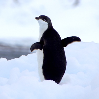 Project avatar for Adélie penguins on Ross Island