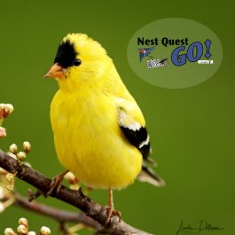 Team | Nest Quest Go: Finches | Zooniverse - People-powered research