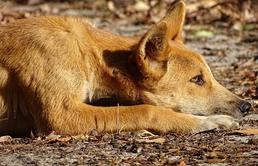 Dingo? Bingo! How you can help dingo research from your home