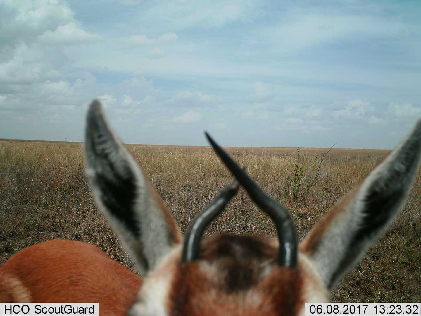 Female Thomsons-gazelle horns often deformed and/or broken » Talk